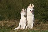 SIBERIAN HUSKY 793